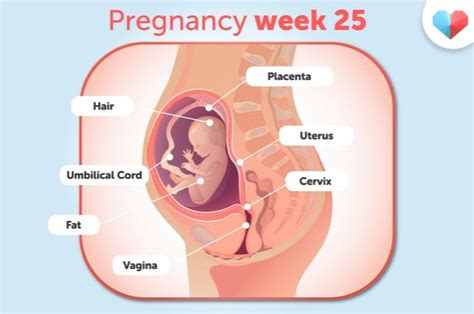 Pregnancy Guide: What You Need to Know at 25 Weeks Pregnant