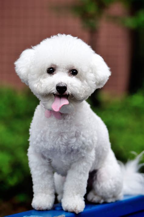 15 Small White Dog Breeds - List of Little White Dogs