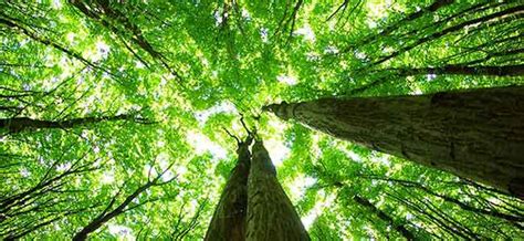 Tree to Paper Process 的图像结果