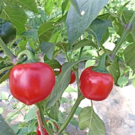 Seeds Point Vegetable seeds- Hot Cherry Bomb Peppers Pepper Chili Large ...