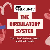 PPT: The Circulatory System - Science Class 7 PDF Download