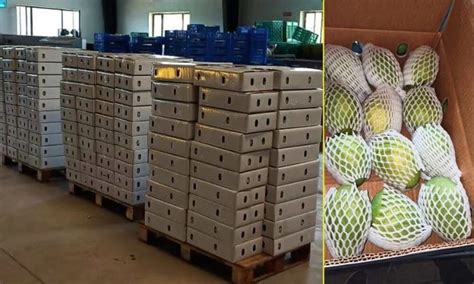 A Case Study On How Did Reliance Became The Largest Mango Exporter In India