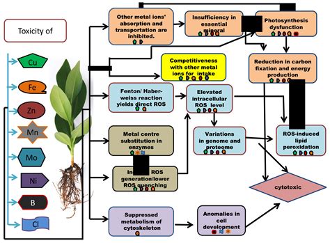 Proteomic and Genomic Studies of Micronutrient Deficiency and Toxicity in Plants