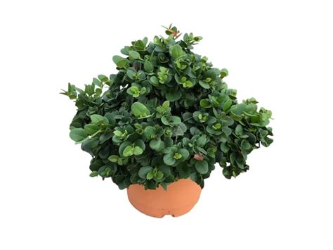 Carissa Macrocarpa | Planta Natural Exterior | Cepaflor