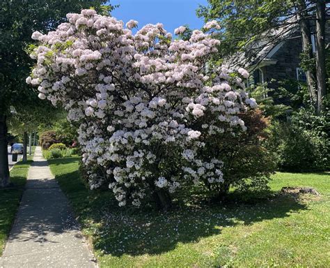 Mountain Laurel: A Stunning Native Plant | The Plant Native