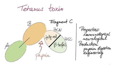 Tetanus Bacteria Labeled
