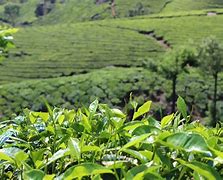 Image result for Tea Bag Tree
