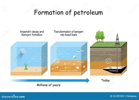 From Ancient Sunlight To Crude: How Fossil Fuels Are Made
