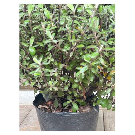 Corokia 'Frosted Chocolate' | Seeding