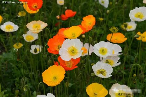 冰岛虞美人-春天最早开花的品种 低温早春开放的花海花田花卉植物-花卉百科-绿宝园林