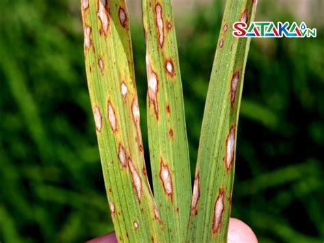 Rice Blast Disease – Causes, Symptoms and Prevention