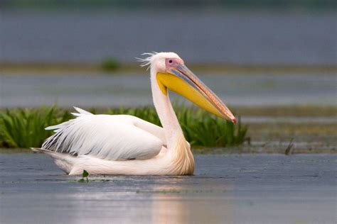 Pelican Facts: Habitat, Behavior, Diet