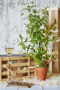 Sisa Jasmine Plant Price in India - Buy Sisa Jasmine Plant online at ...