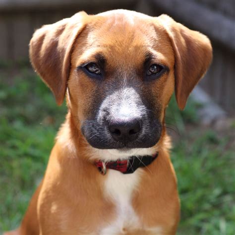 Boxer Lab Mix Pics at Christy Calvin blog