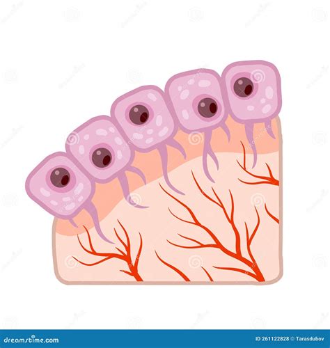 Cell Of Human Organism. Skin System. Layer Of Epidermis Vector Illustration | CartoonDealer.com ...