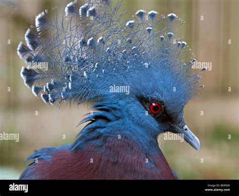 Victoria Crowned Pigeon (goura victoria Stock Photo - Alamy