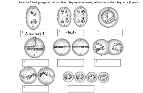 Label the following stages of meiosis. Note: they are not appearing in the order in which they ...