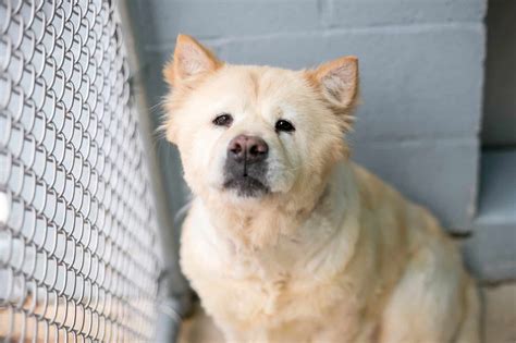 Chow Chow Mixes: 28 Different Chow Hybrids (With Pictures)