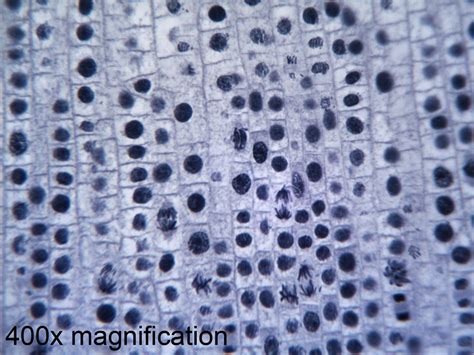 Image result for Microscope Slide View
