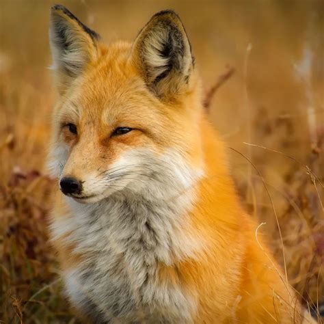 What does a fox symbolize in the Bible? - Bible Wings