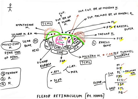 Flexor retinaculum - TCML - The Charsi of Medical Literature