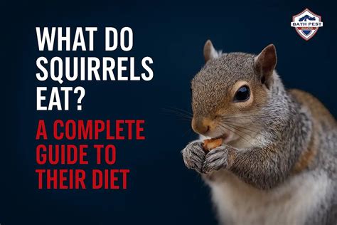 What Do Squirrels Eat? A Complete Guide to Their Diet