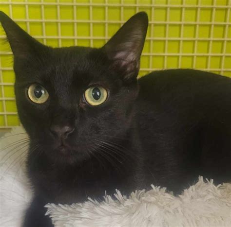 Blue - Cassie Lee Cat Rescue