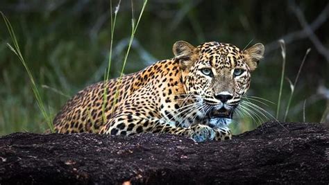 Dream Lanka Tours - Marawila | Tripadvisor
