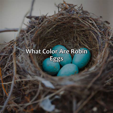 What Color Are Robin Eggs - colorscombo.com