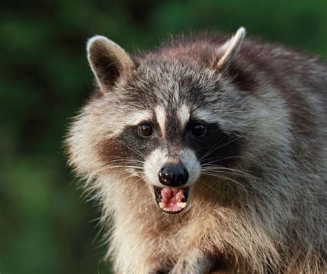 Raccoon unrest: Orange Beach officials warn public about raccoon ...