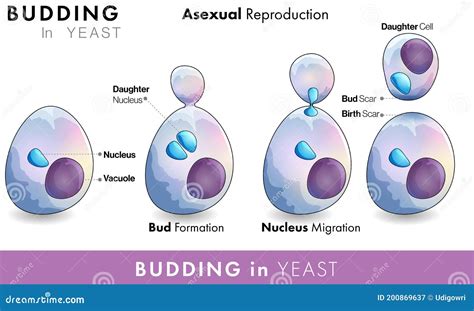 Budding. Asexual Reproduction Of Yeast Cell Cartoon Vector | CartoonDealer.com #142312343