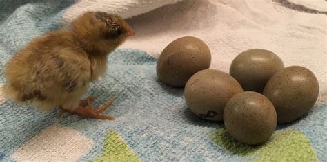 How Long Until Quail Lay Eggs