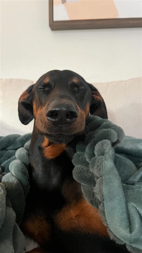 Doberman Life Expectancy