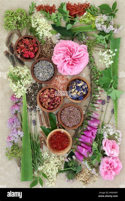 Natural Herbal Medicine 的图像结果