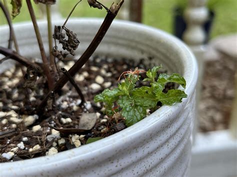 What are These Cute Little Alien-Crab Bugs? : r/whatsthisbug
