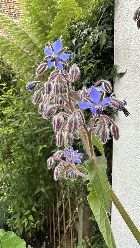 Lavender Companion Plants: Enhancing Your Herb Garden — Meadowlark Journal
