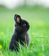 Image result for Cute White Dwarf Bunny