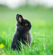 Image result for Black Dutch Rabbit