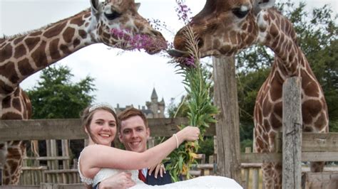 Animal Bride 的图像结果