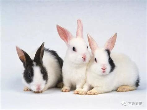 兔子怎么养才不臭 一招轻易解决兔场的臭味和肠道疾病过多的问题 | 说明书网