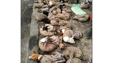 Petition · ELIMINATE DOG MEAT FOR HUMAN CONSUMPTION - India · Change.org