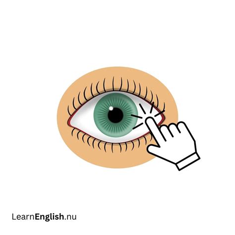 Parts of the Eye in Spanish with Pictures - learn spanish