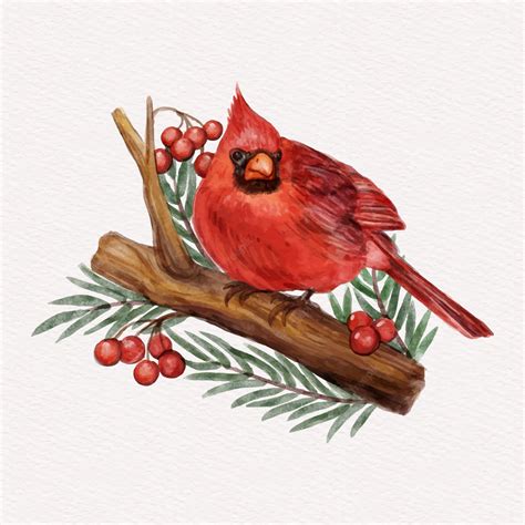 Free free cardinal, Download Free free cardinal png images, Free ...