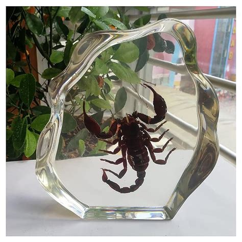 Buy Real Insect Spider Specimen Science Classroom Taxidermy Resin Desk ...