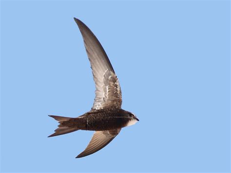 Common Swift - eBird