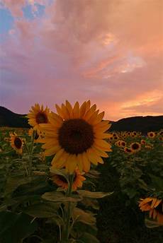 Lock Screen Iphone 7 Sunflower Wallpaper by Sunflowers Sunflower Iphone Wallpaper Sunflower Lock Screen Iphone 7 Sunflower Wallpaper