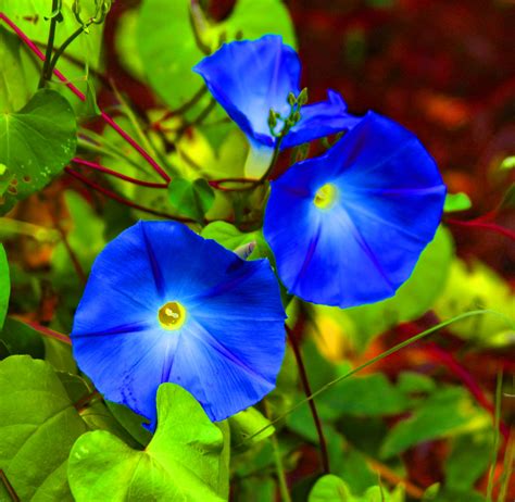 Morning Glories Free Stock Photo - Public Domain Pictures