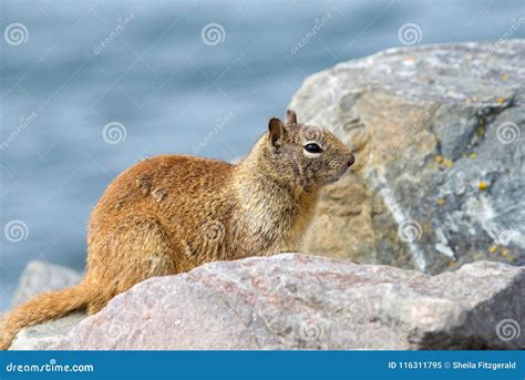 Squirrel On Rock