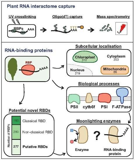 Biomolecules | Special Issue : Ribonucleoprotein Particles (RNPs): From ...