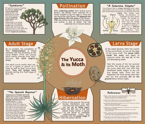 Yucca Moth Life Cycle Iowa Wildflower Wednesday: Yucca (Soapweed